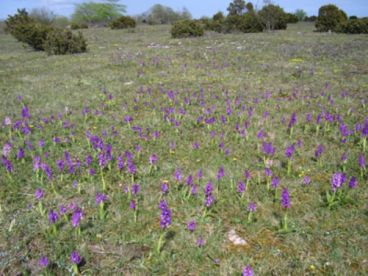 Utomhus - 