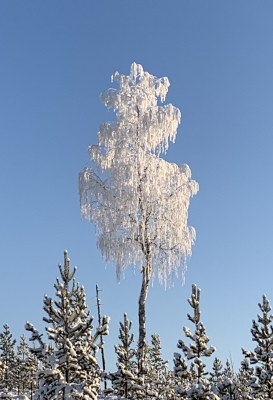 på vintern - 