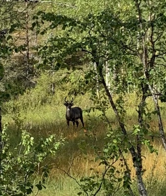 på sommaren - 