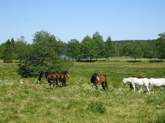 på sommaren - 