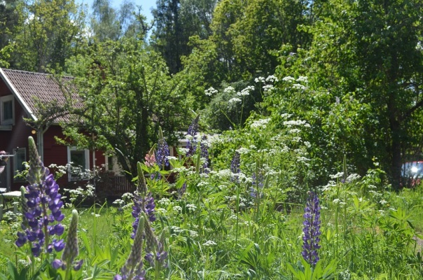 View summer - 