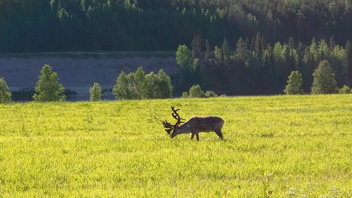 på sommaren - 