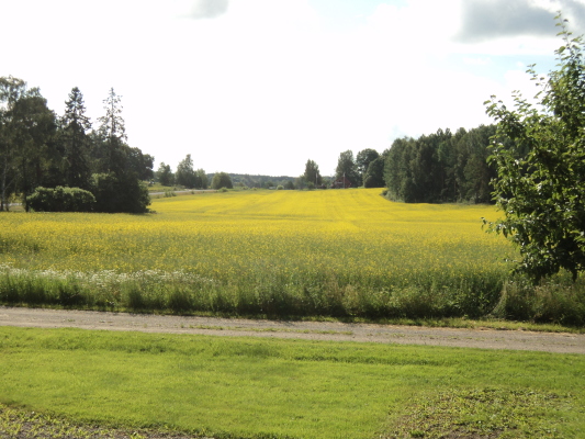 på sommaren - 