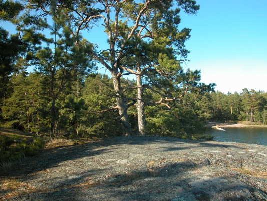 på vintern - 