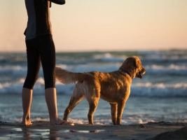 Semester i Sverige med hund